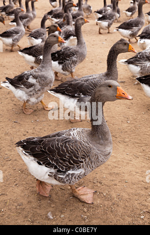 Neiges produites pour le foie gras Dordogne France Banque D'Images