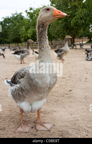 Neiges produites pour le foie gras Dordogne France Banque D'Images