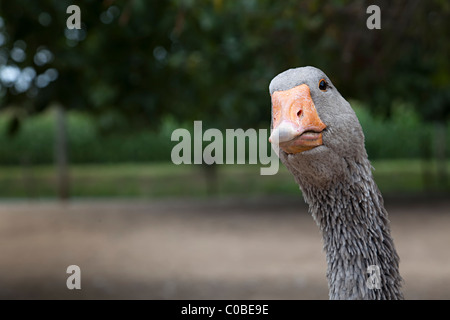 Foie gras d'oie produites pour tête et cou Dordogne France Banque D'Images