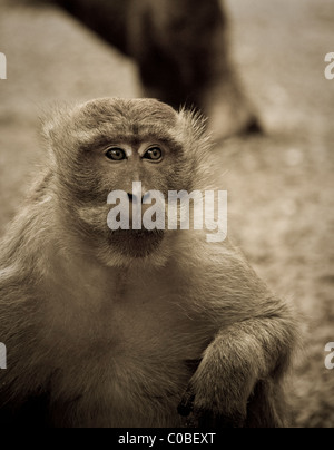 De monkey assis dans une position comme humain Banque D'Images