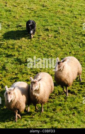 Collie de berger rassemblant un petit nombre de moutons Banque D'Images