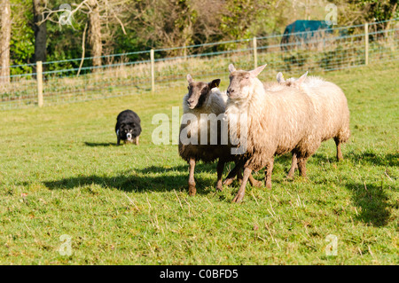 Collie de berger rassemblant un petit nombre de moutons Banque D'Images