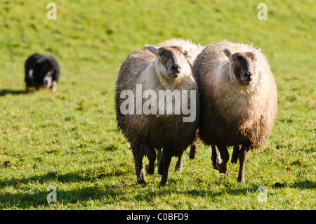 Collie de berger rassemblant un petit nombre de moutons Banque D'Images