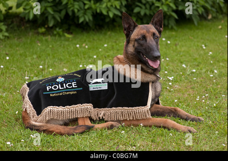 Ce chien de berger belge (malinois) est la Police métropolitaine chien qui a gagné la Police Nationale d'essais de chien en 2008. Banque D'Images