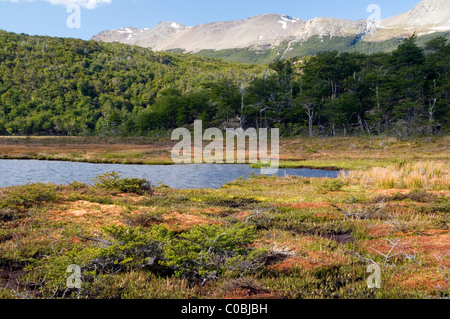 Étang et le cordon de guanaco, Parque Nacional Tierra del Fuego, Argentina Banque D'Images