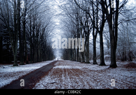 Une lumière de neige dans l'allée des hêtres connu comme premier grand lecteur dans bois Calvados, Wiltshire, Angleterre. Banque D'Images