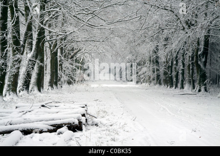 La neige a couvert des hêtres dans la longue avenue connue comme première voiture en bois Calvados, Wiltshire, Angleterre. Banque D'Images