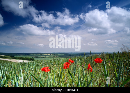 De plus en plus des coquelicots au bord d'un champ de blé sur cuisine froide près de Kingston Hill Deverill dans Wiltshire, Angleterre. Banque D'Images