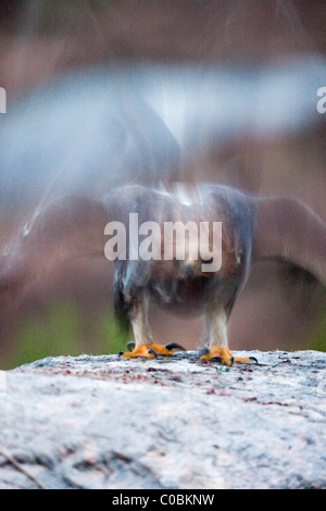 L'aigle royal, Aquila chrysaetos, atterrissage sur un rocher ; la Norvège Banque D'Images