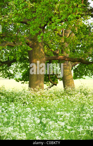 Deux arbres de chêne dans le soleil de printemps sur le Christ Church meadow, Oxford, avec cow parsley et renoncules. Banque D'Images