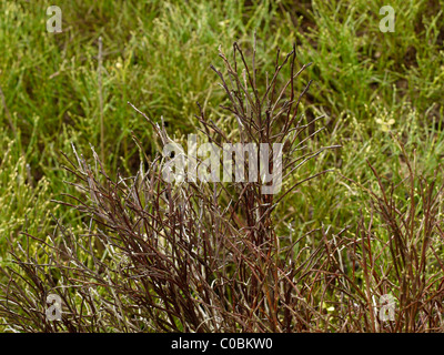 Woodland forest Lickey Hills country park Banque D'Images