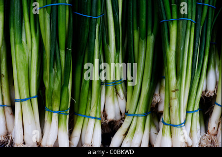 Oignons de printemps ou ciboule à vendre à groupés à un marché agricole. Banque D'Images