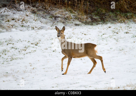 Le Chevreuil, Capreolus capreolus ; dans la neige ; la Norvège Banque D'Images