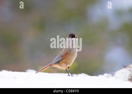 Jay Perisoreus infaustus de Sibérie ; Norvège ; la neige ; Banque D'Images