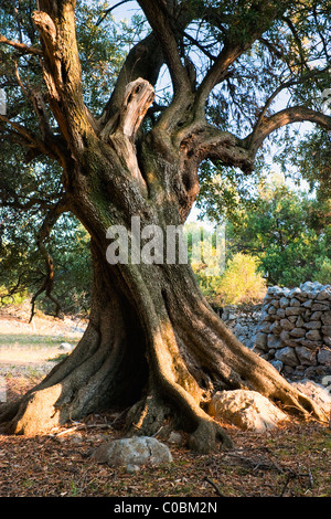 Vieil olivier, photo prise sur "l'île des Pag - Croatie Banque D'Images