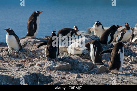 Gentoo pingouin (Pygoscelis papua) colonie avec Leucistic Penguin sur nid, Gonzalez Videla, Péninsule Antarctique Base chilienne Banque D'Images