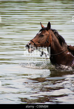 Cheval, c'est nager dans le lac Banque D'Images