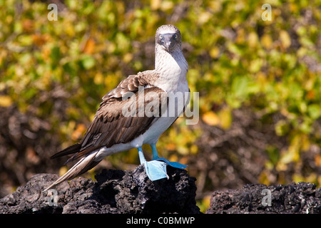 Blue-footed booby debout sur un rocher dans les îles Galápagos, regardant droit devant. Feuillage vert jaune floue fond. Banque D'Images