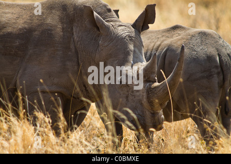 Une mère et son petit rhinocerou blanc. La mère est plus proche de l'appareil photo et est vu dans la tête et des épaules (style cornes intacts). Banque D'Images