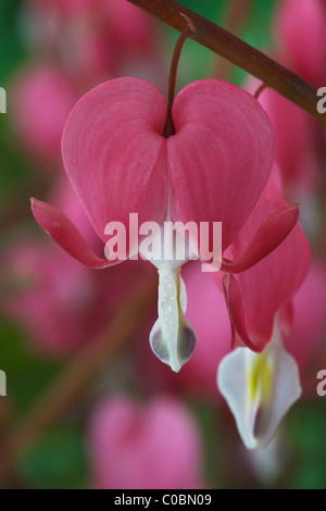 Lamprocapnos spectabilis Syn Dicentra spectabilis AGM saignement du coeur, fleur de Lyre avril Banque D'Images