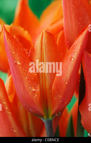 Tulipa 'Ballerina' AGM Tulip Lily fleur Avril Groupe Banque D'Images