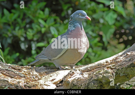 Pigeon ramier Columba palumbus sur journal en décomposition. Banque D'Images