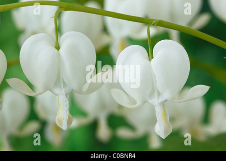 Lamprocapnos spectabilis Syn Dicentra spectabilis 'Alba' AGM saignement du coeur, fleur de Lyre avril Banque D'Images
