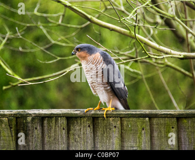 Huppé mâle à la proie Perching on clôture en bois dans un jardin en Alsager Cheshire England Royaume-Uni UK Banque D'Images