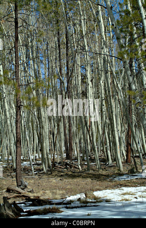 Un stand de tremble arbres près de Flagstaff, Arizona États-Unis États-Unis d'Amérique Banque D'Images