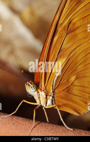 Le Dryas Julia Butterfly Central & South Florida Banque D'Images