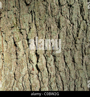 Close Up of Common Oak Tree Bark ( Quercus robur ) Banque D'Images