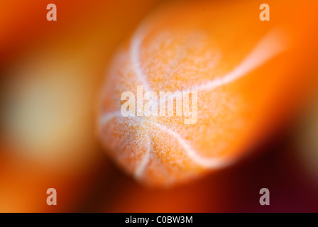 Chèvrefeuille Lonicera ciliosa, Orange, orange fleur, chèvrefeuille, macro, focus, veines blanches, des étamines orange, printemps, fire, sun Banque D'Images