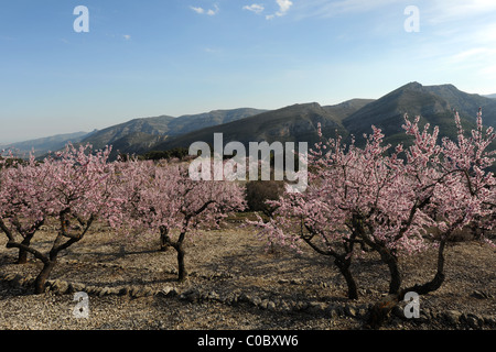 Vue sur verger d'amandiers en fleurs et de montagnes, près de Benimaurell, Bazas, Province d'Alicante, Valence, Espagne Banque D'Images