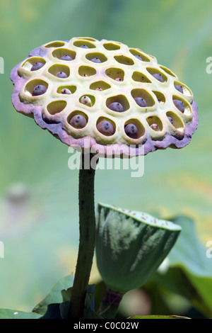 Tête de graines de la fleur de lotus sacré (Nelumbo nucifera) Royal Botanic Gardens, Sydney, Australie Banque D'Images