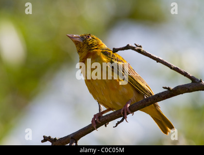 Village Weaver (Ploceus cucullatus) Gros plan sur une branche Banque D'Images