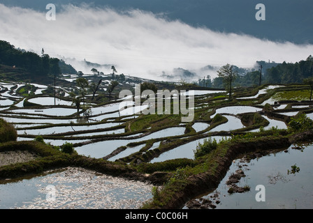 L'Asie, Chine, Yunnan, Yuanyang. Brouillard sur les terrasses près de Ville Qingkou Xinjie Banque D'Images