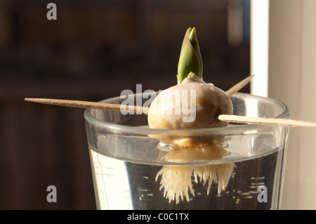 Bulbe de tulipe dans l'eau, un projet scientifique de l'enfant Banque D'Images