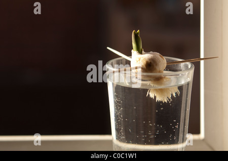 Bulbe de tulipe dans l'eau, un projet scientifique de l'enfant Banque D'Images