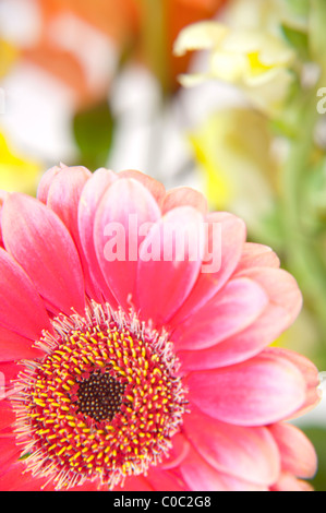 Gerbera rose daisy close-up Banque D'Images