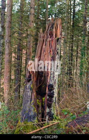 Vieille souche d'arbre photographié à Glenariff Country Park, Les Glens d'Antrim, Irlande Banque D'Images