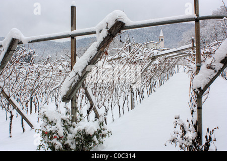 Vignes en hiver, Faedo, Trentin, Italie Banque D'Images