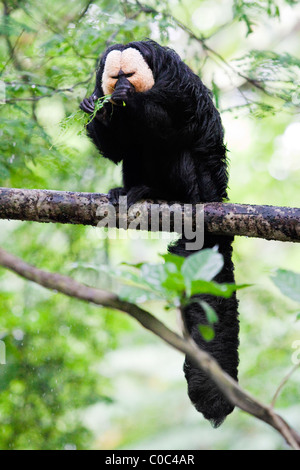 Singe Saki à face blanche sur une branche Banque D'Images