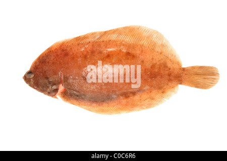 Limande sole fish isolated on white Banque D'Images