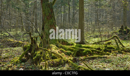 Souche Moussue et peuplement forestier printemps en arrière-plan Banque D'Images