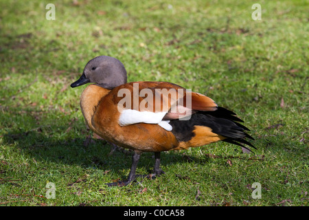 La Cape tadorne ou sud-africain, tadorne casarca Tadorna cana alarge goose-comme oiseau sur Martin simple, Southport, Merseyside, Royaume-Uni Banque D'Images