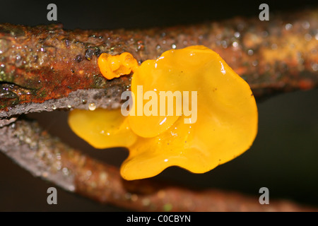 Cerveau jaune champignon Tremella mesenterica prises à Carsington, Derbyshire, Royaume-Uni l'eau Banque D'Images