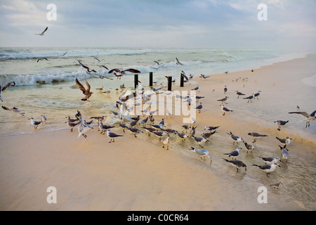 Un groupe de mouettes rassemblement au bord de l'eau Banque D'Images