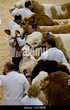 Février 2011 Vente Bull Perth Mart Stirling, Ecosse. La célèbre Vente Bull Perth ont été établis en 1865. Banque D'Images