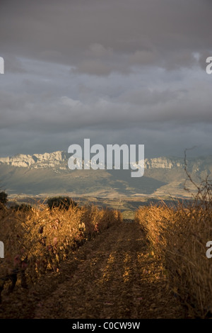 Espagne La Rioja Fuenmajor Vue sur les vignes en hiver dans l'attente de l'élagage. Banque D'Images