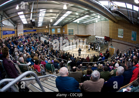 Février 2011 Vente Bull Perth Mart Stirling, Ecosse. La célèbre Vente Bull Perth ont été établis en 1865. Banque D'Images